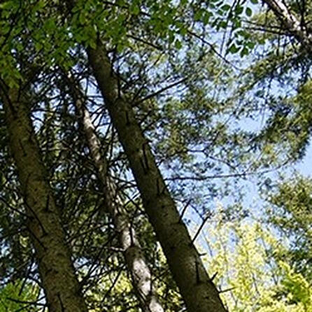 Aufforstung im Haunstetter Wald in Augsburg: Kiefern aus dem Allgäu und innovative Testflächen zur Waldrevitalisierung