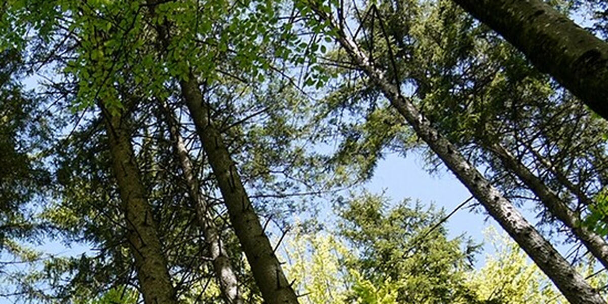 Aufforstung im Haunstetter Wald in Augsburg: Kiefern aus dem Allgäu und innovative Testflächen zur Waldrevitalisierung
