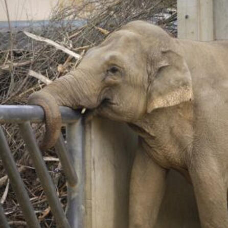 Zoo Augsburg: Burma ist tot