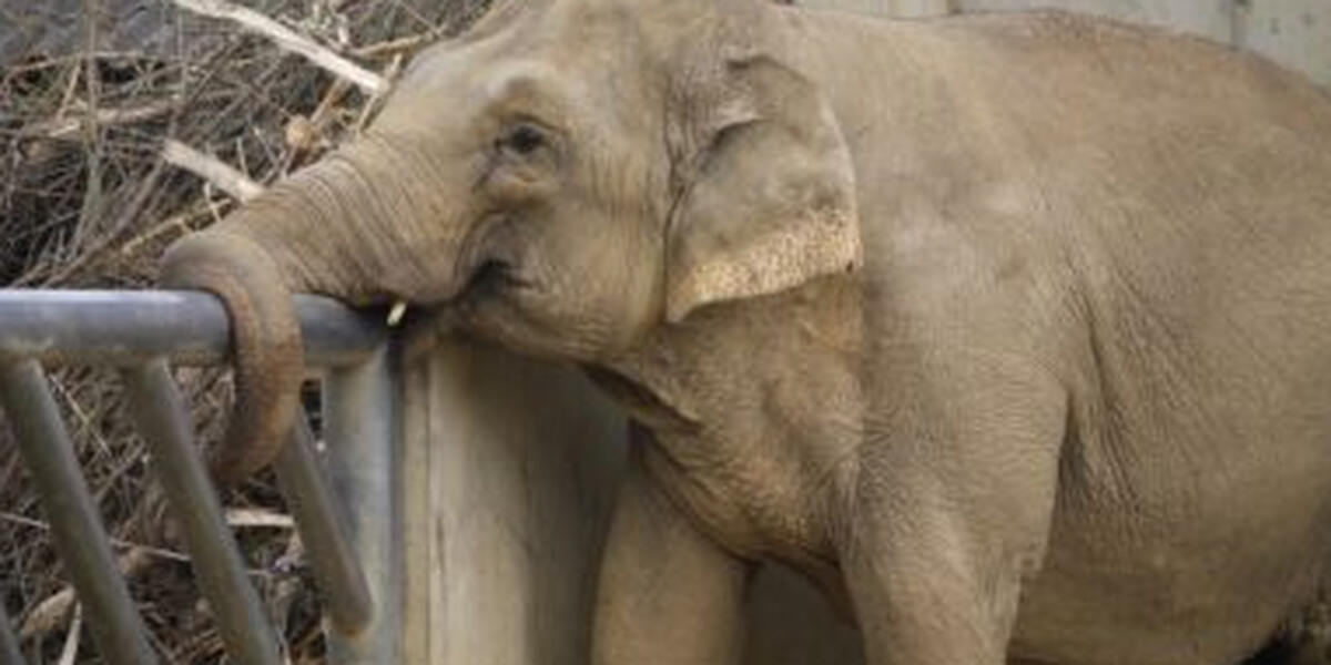 Zoo Augsburg: Burma ist tot