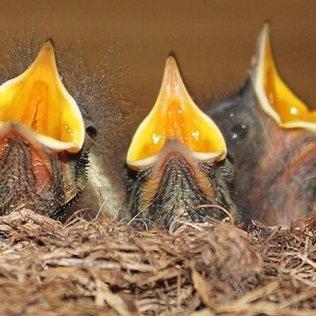 Neuer Sessellift am Fellhorn: Naturschützer klagen in Augsburg gegen Baugenehmigung