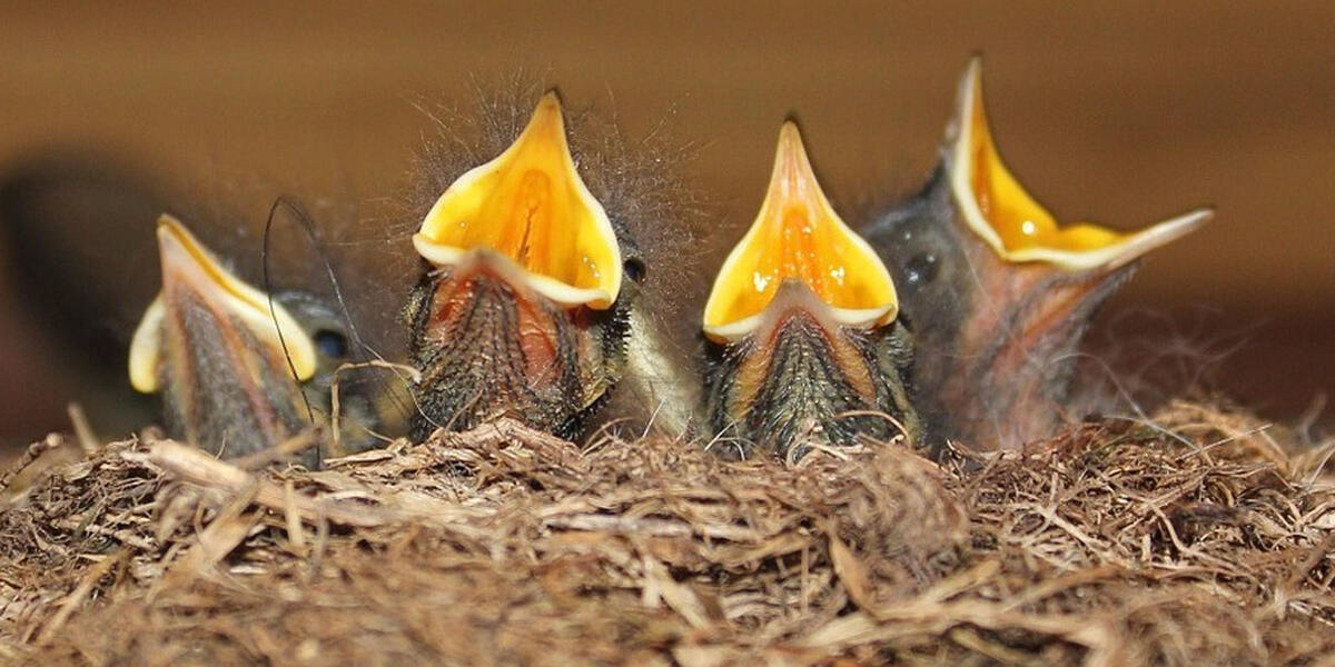 Neuer Sessellift am Fellhorn: Naturschützer klagen in Augsburg gegen Baugenehmigung