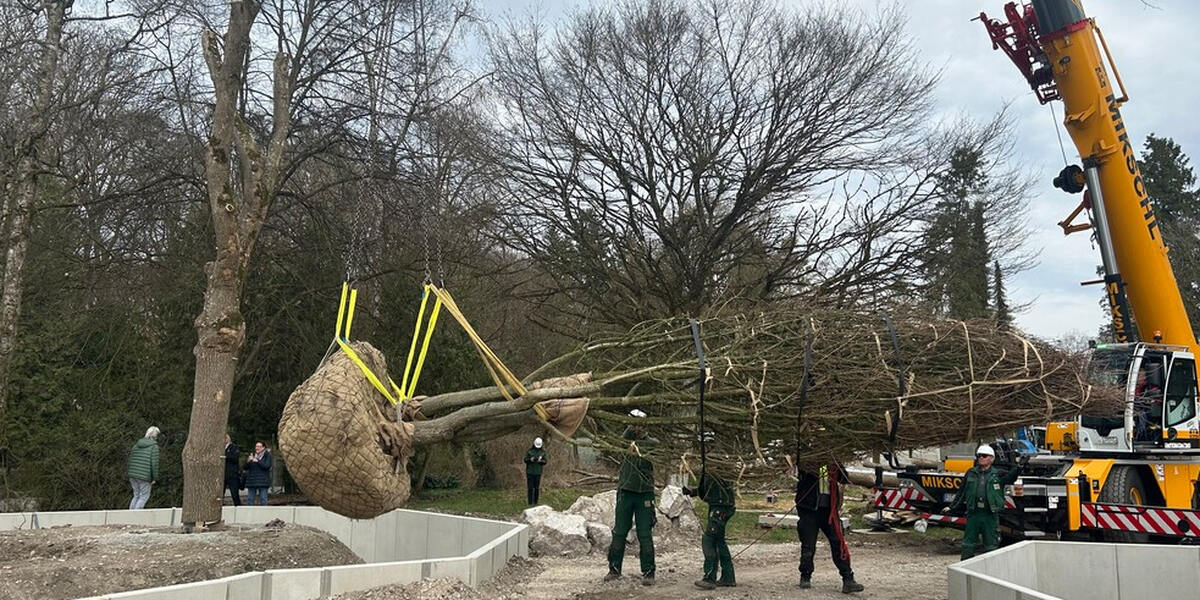 Im September fertig: Zoo Augsburg baut am Himalaya-Land