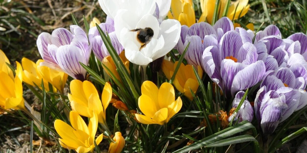 Saisonbeginn: Stadt Augsburg öffnet Hof- und Kräutergarten