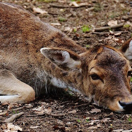 Landkreis Augsburg: Hundehalterinnen als Tierquäler