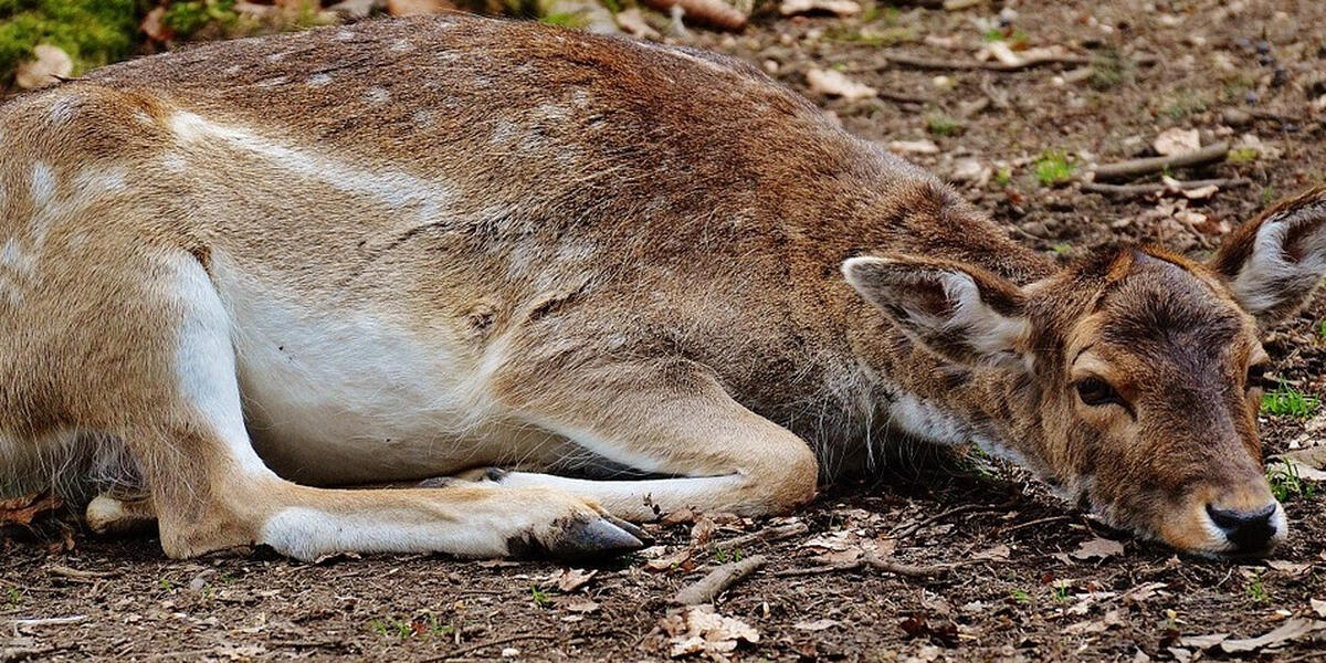 Landkreis Augsburg: Hundehalterinnen als Tierquäler