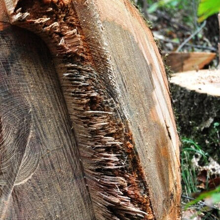 Eibe im Oberallgäu ist Deutschlands ältester Baum