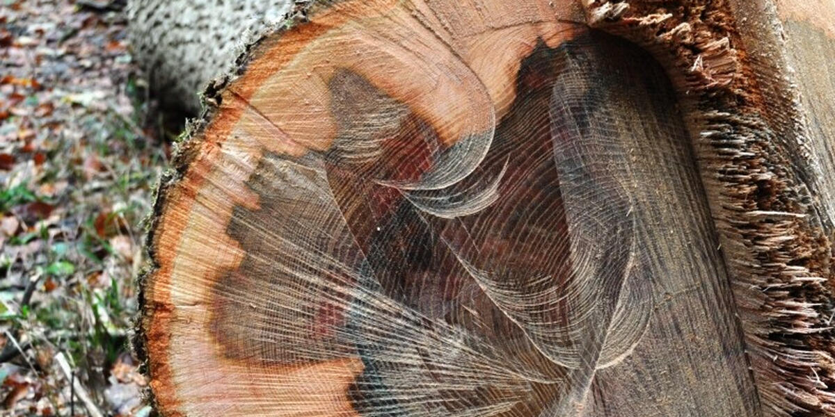 Eibe im Oberallgäu ist Deutschlands ältester Baum