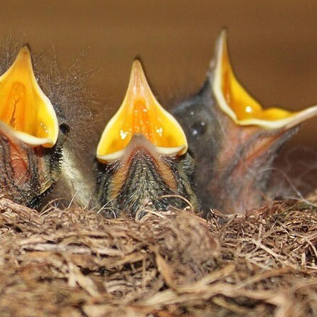 Augsburg: Vogel-Schmuggler muss nicht ins Gefängnis
