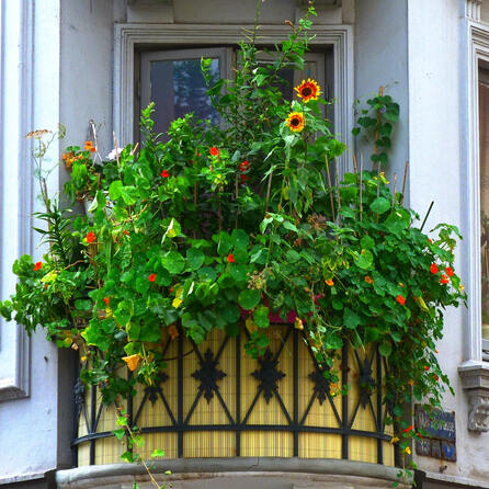 Start des Begrünungswettbewerbs in Augsburg: „pflanz mit!“ - Verwandelt Betonwüsten in grüne Oasen