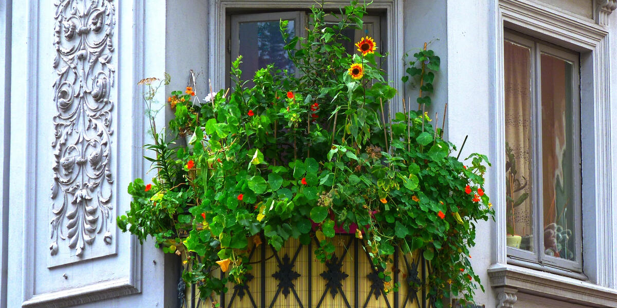 Start des Begrünungswettbewerbs in Augsburg: „pflanz mit!“ - Verwandelt Betonwüsten in grüne Oasen