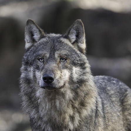 Wolfssichtung in Füssen sorgt für Aufsehen - Menschen machen sich Sorgen um ihre Kinder