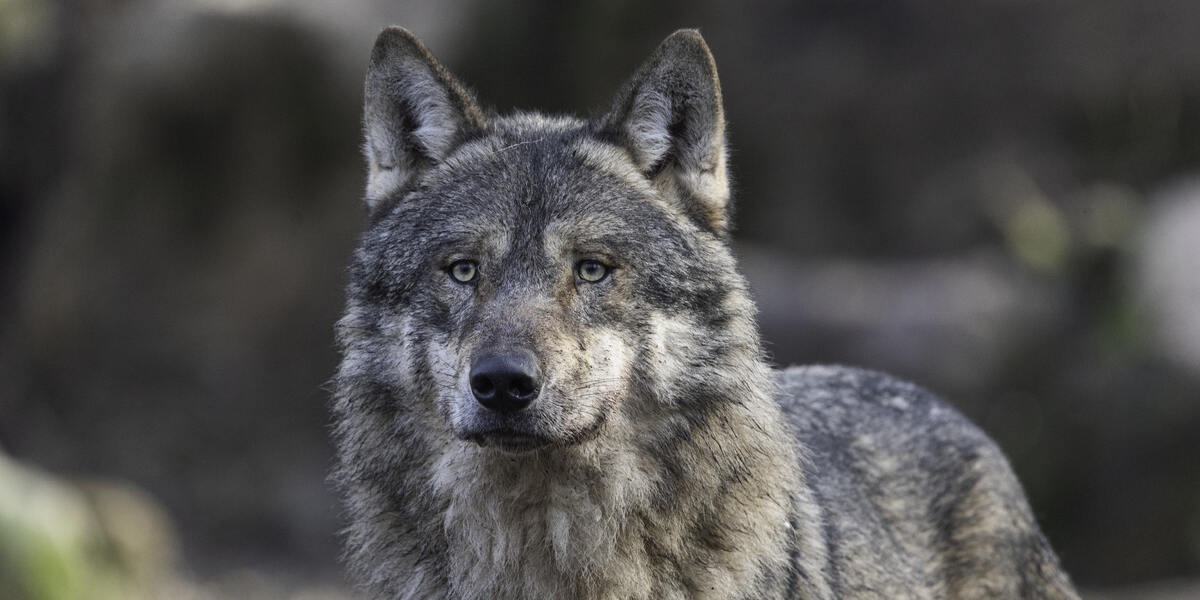 Wolfssichtung in Füssen sorgt für Aufsehen - Menschen machen sich Sorgen um ihre Kinder