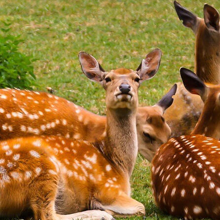 Höchste Wildtierunfallgefahr gerade im Donau-Ries