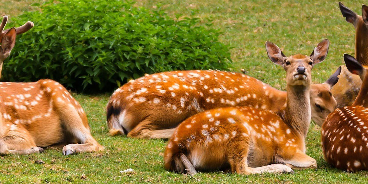 Höchste Wildtierunfallgefahr gerade im Donau-Ries