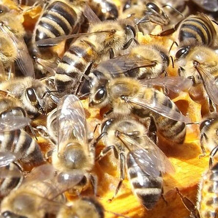 Diebstahl: Imker im Kreis Donau-Ries vermisst 120.000 Bienen