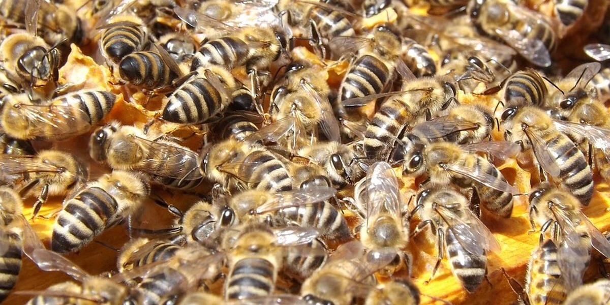 Diebstahl: Imker im Kreis Donau-Ries vermisst 120.000 Bienen