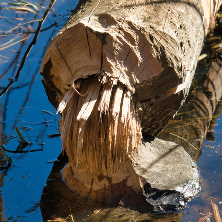 Biber-Alarm am Rottachsee: Bäume und Badegäste an Liegewiese gefährdet
