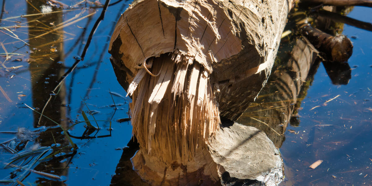 Biber-Alarm am Rottachsee: Bäume und Badegäste an Liegewiese gefährdet