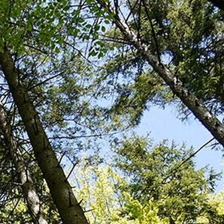 Waldbrandgefahr in Augsburg: Höchste Stufe erreicht - Deutscher Wetterdienst warnt vor Gefahr durch trockenes Wetter