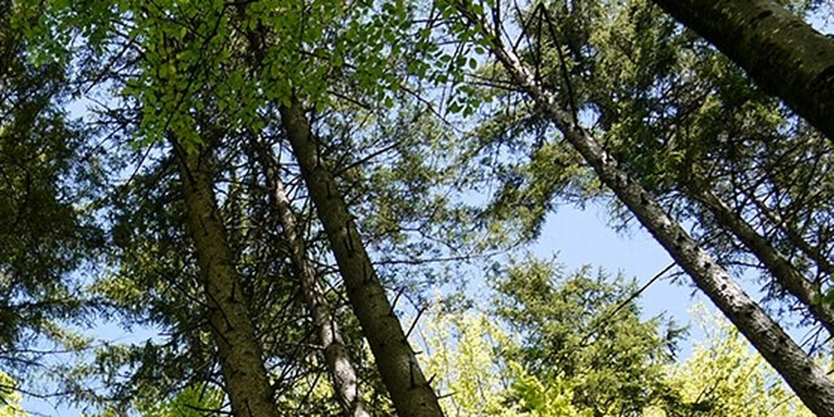 Waldbrandgefahr in Augsburg: Höchste Stufe erreicht - Deutscher Wetterdienst warnt vor Gefahr durch trockenes Wetter
