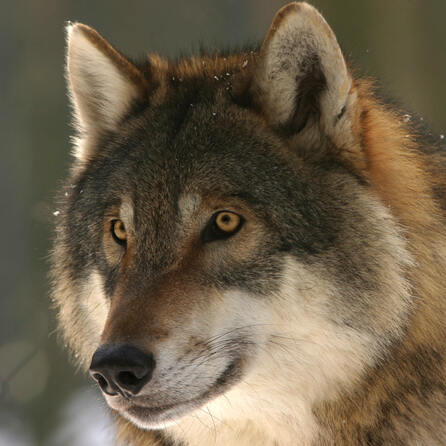 Wolf in Füssen gesichtet: Ein ungewöhnlicher Besucher mitten in der Stadt