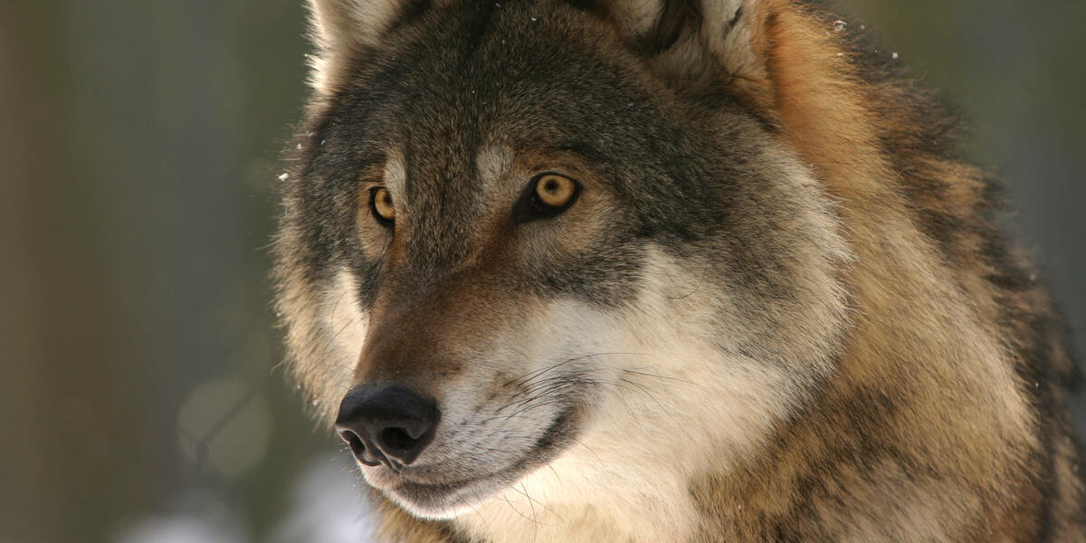 Wolf in Füssen gesichtet: Ein ungewöhnlicher Besucher mitten in der Stadt