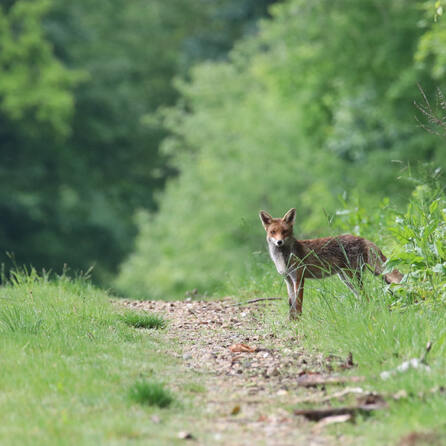 Kammeltal: Fuchs durch Schlagfalle getötet – PETA bietet 1.000 Euro Belohnung für Hinweise