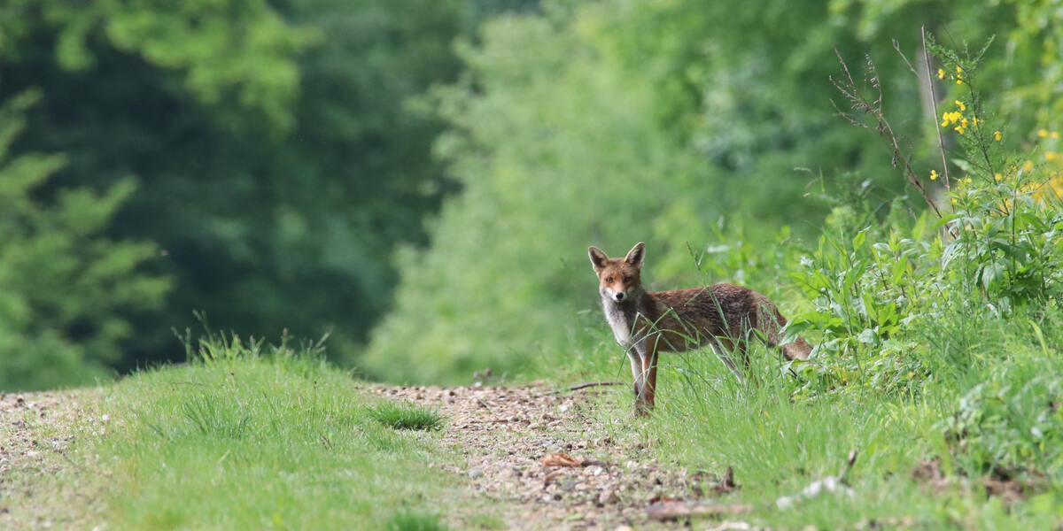 Kammeltal: Fuchs durch Schlagfalle getötet – PETA bietet 1.000 Euro Belohnung für Hinweise