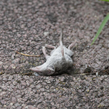 Bornavirus in Augsburg: Schon zwei Todesfälle beschäftigen Schwaben - Virus wird durch Feldspitzmaus übertragen