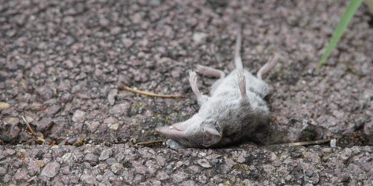 Bornavirus in Augsburg: Schon zwei Todesfälle beschäftigen Schwaben - Virus wird durch Feldspitzmaus übertragen
