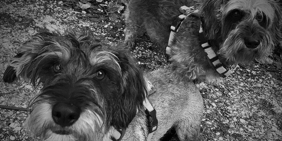 Hitze: Augsburger Veterinäramt warnt, Hunde im Auto zu lassen