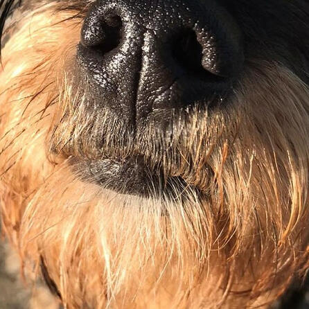 Hitze: Augsburger Veterinäramt warnt, Hunde im Auto zu lassen