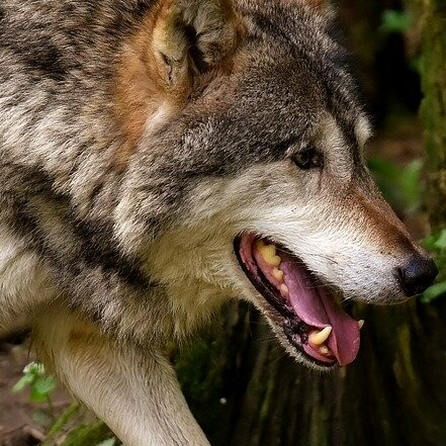 Ober- und Ostallgäu: Wolf darf bis Montag geschossen werden