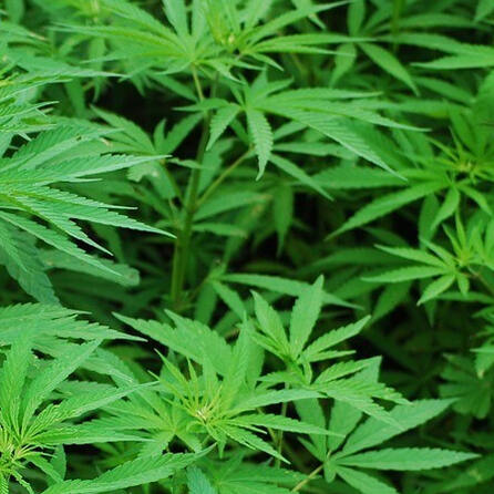 Auch in Augsburg bremsen Stadt und Verwaltungsgericht Cannabis-Club aus