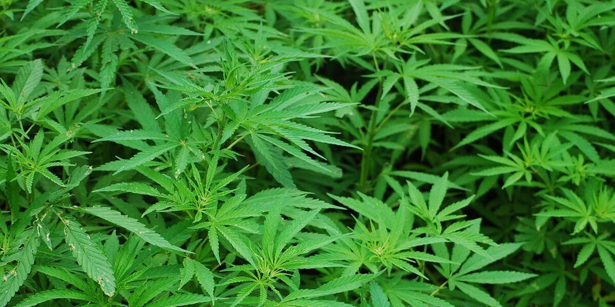 Auch in Augsburg bremsen Stadt und Verwaltungsgericht Cannabis-Club aus