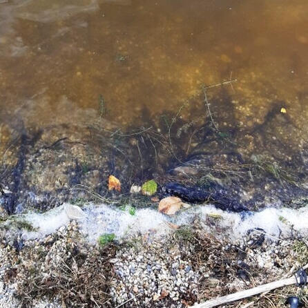 Baden im Großraum Augsburg: Achtung Blaualgen!