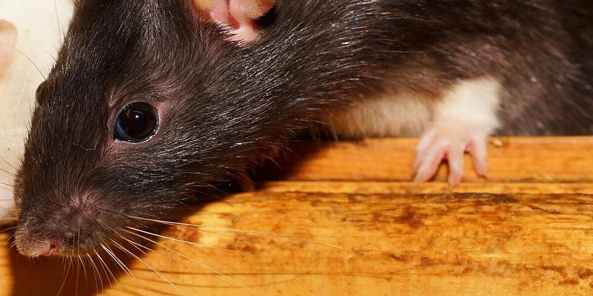 Landratsamt Dillingen rät zur Vorsicht bei toten Nagetieren