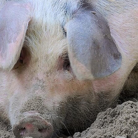 A8 bei Augsburg: Polizei rettet hunderte Ferkel aus überhitztem Tiertransporter