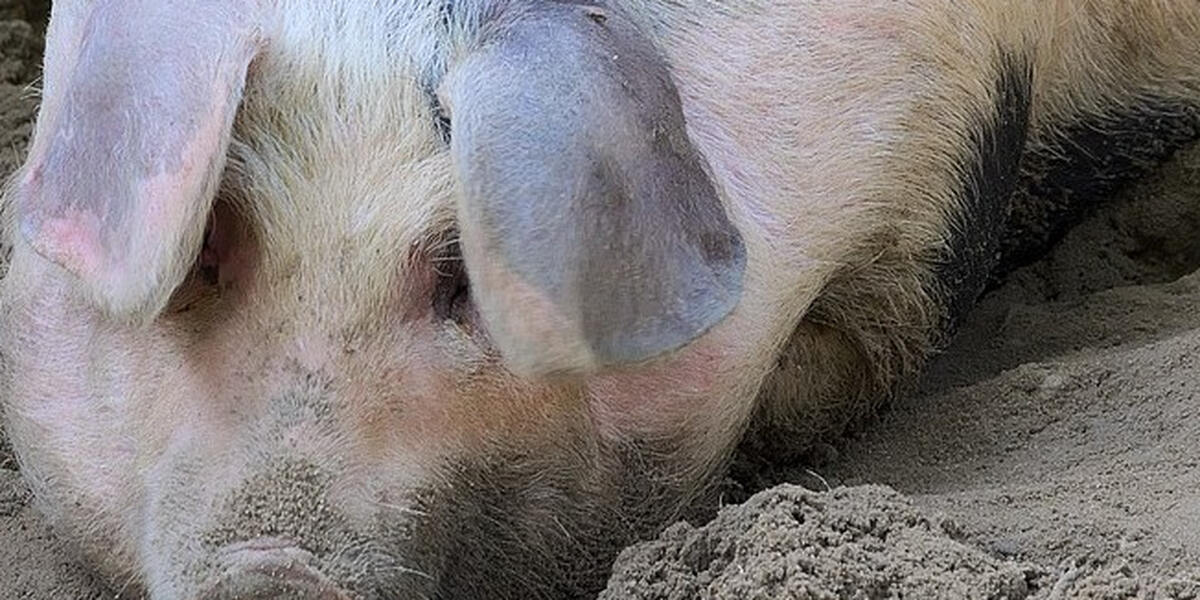 A8 bei Augsburg: Polizei rettet hunderte Ferkel aus überhitztem Tiertransporter