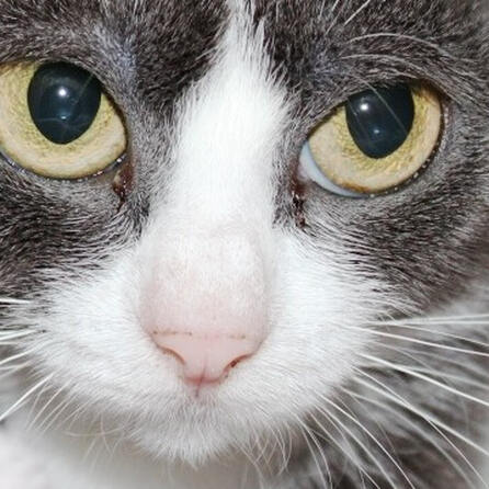 Illegale Katzenzucht in Neuburg: Behörden retten 23 Tiere