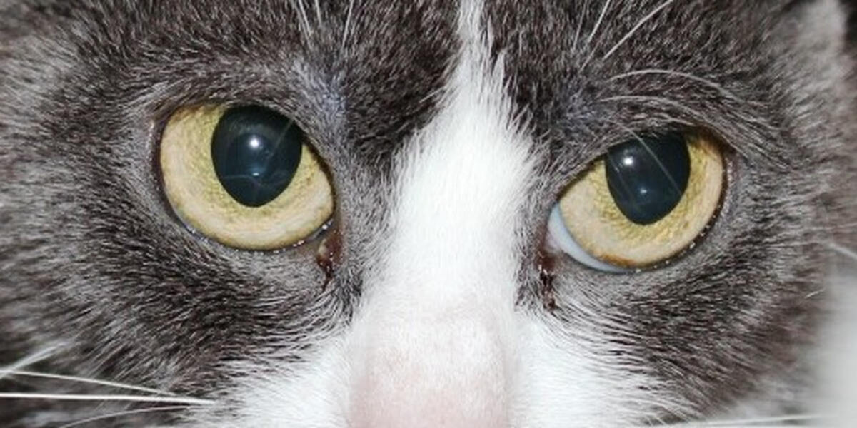 Illegale Katzenzucht in Neuburg: Behörden retten 23 Tiere