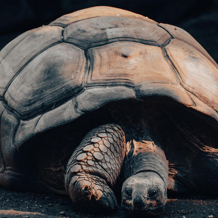 Spornschildkröte aus Afrika in Augsburg: Exotischer Fund sorgt für Aufsehen