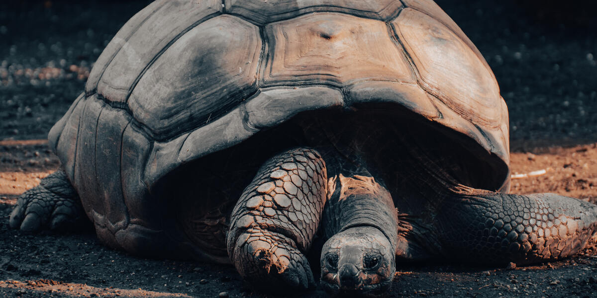 Spornschildkröte aus Afrika in Augsburg: Exotischer Fund sorgt für Aufsehen