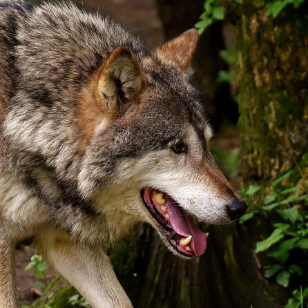 Wolf im Landkreis Aichach-Friedberg?