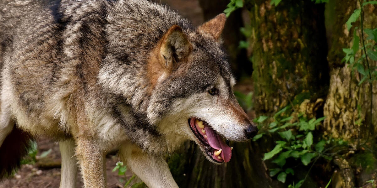 Wolf im Landkreis Aichach-Friedberg?