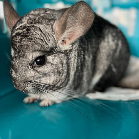 Augsburg: Zutrauliches Chinchilla wortwörtlich zugelaufen