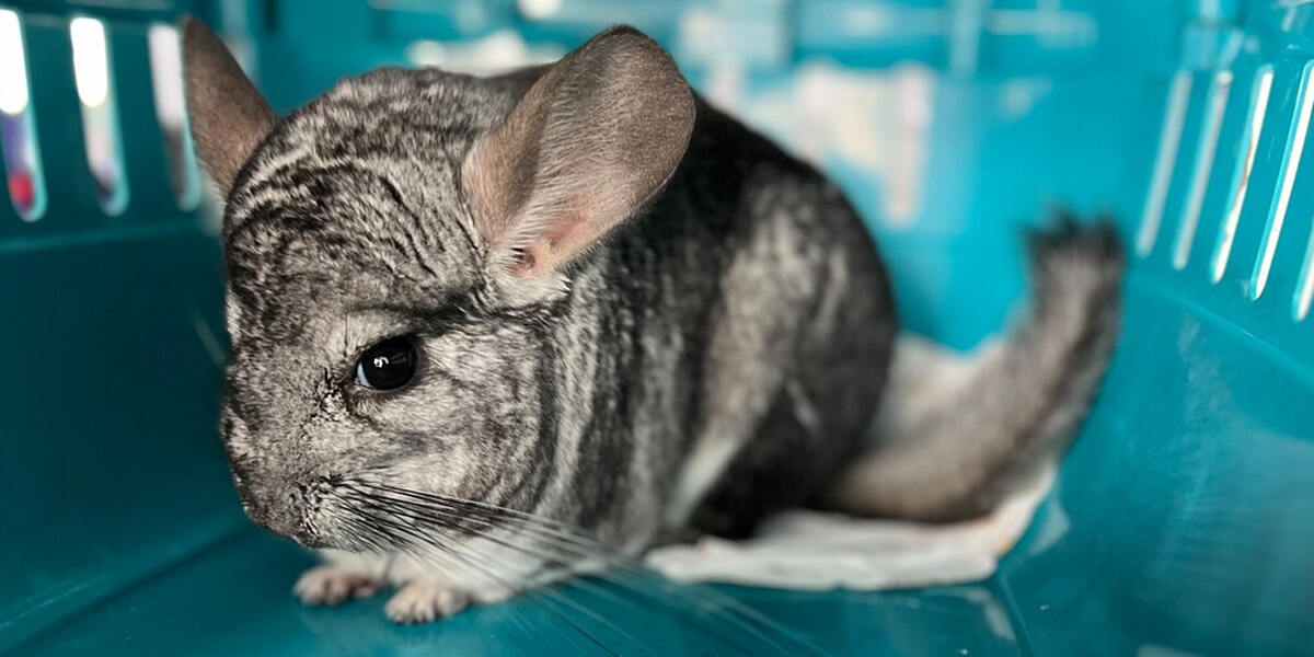 Augsburg: Zutrauliches Chinchilla wortwörtlich zugelaufen