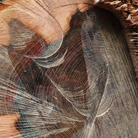 Oberallgäuer Eibe wird Nationalerbebaum