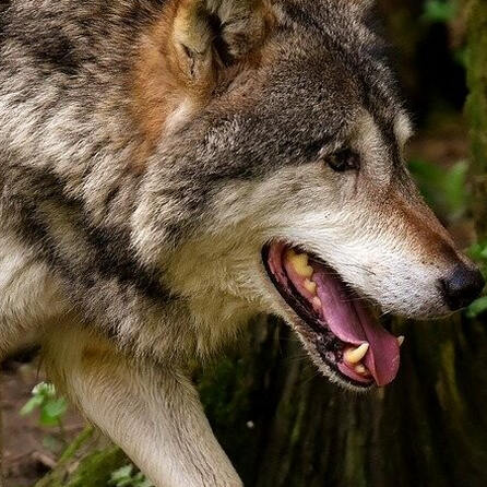 LfU Augsburg bestätigt Wolf-Sichtung von Steindorf